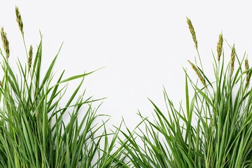 Naklejka premium The vibrant green grass blades framing a clean white studio backdrop