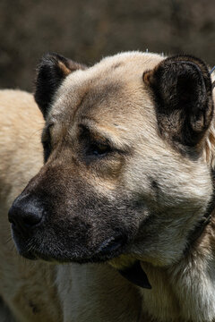 A typical Kangal dog (Anatolian Shepherd Dog) is featured in a close-up profile shot, displaying its characteristic black-masked face and ears. 