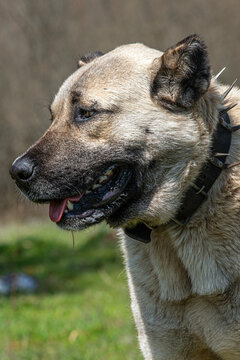 A typical Kangal dog (Anatolian Shepherd Dog) is featured in a close-up profile shot, displaying its characteristic black-masked face and ears. 