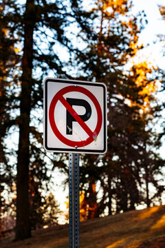 No parking sign in a pine forest, tall trees and a roadsign information sign.