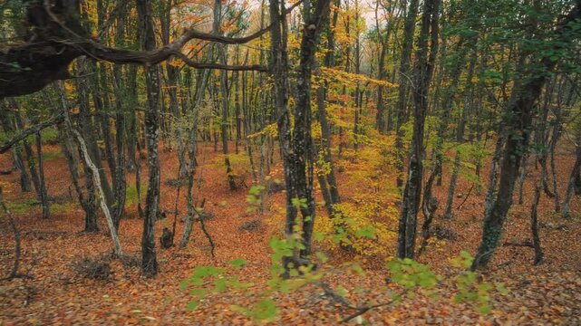 Dynamic dolly shot captures colorful autumn forest landscape with golden trees and orange foliage. Atmospheric roadside view of wild nature provides textured background asset for design element.