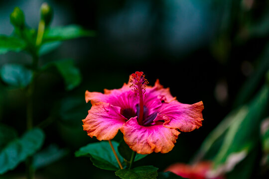 Tropical plant in Gaiser Conservartory, Manito Park, Spokane