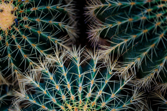 Golden barrel cactus, close up of the natural patterns of the fleshly spiny plant. Echinocactus grusonii