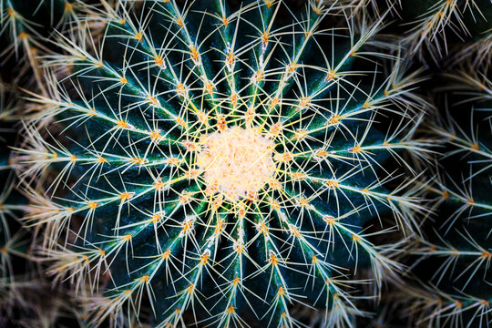 Echinocactus grusonii,a Golden Barrel Cactus close up, view from above, natural pattern.