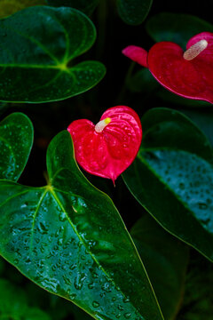 A tropical plant with a red and green leaf, a hothouse plant.