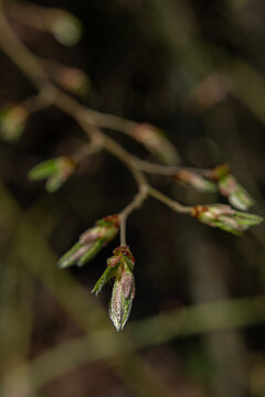 Fresh green leaves just beginning to unfurl can be seen at the tip of a slender branch; these are fresh leaf buds that have just started to burst open during the spring season.