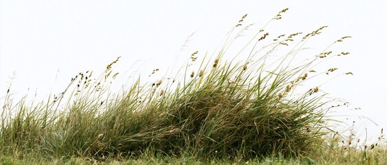 Naklejka premium Wild meadow grass with seed heads swaying in the wind against a bright sky