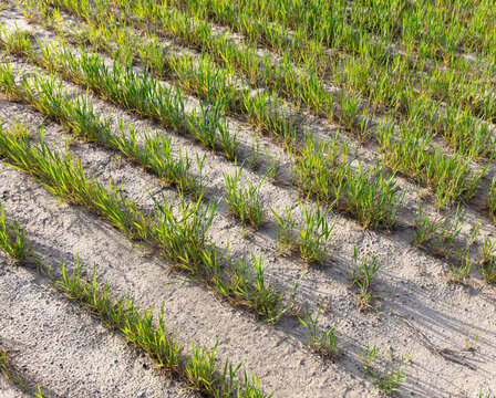 The Palouse, a large fertile agricultural prairie region, close up of the bare earth and seed drills, small plants growing, farming