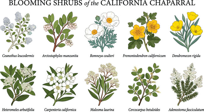 Blooming shrubs california chaparral ceanothus leucodermis arctostaphylos manzanita romneya coulteri fremontodendron californicum chart