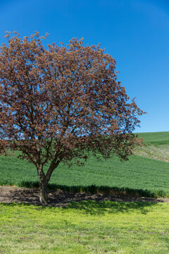 The Palouse, a large fertile agricultural prairie region, a maple tree with red leaves against a blue sky.