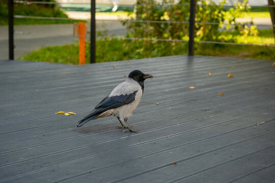 Hooded crow standing on gray wooden deck in park, side view