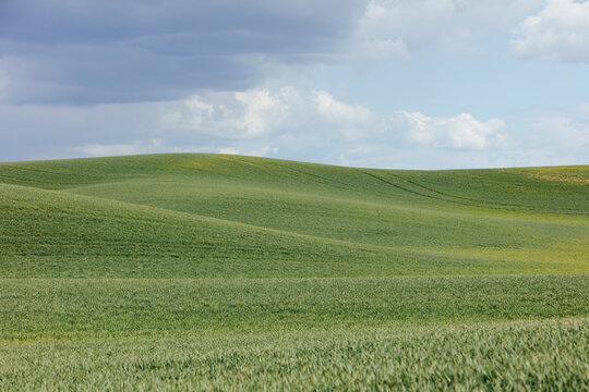 The Palouse, a large fertile agricultural prairie region, green slopes, wheat crops growing on the prairie.