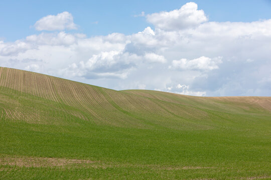 The Palouse, a large fertile agricultural prairie region, undulating landscape with seeded crops emerging.
