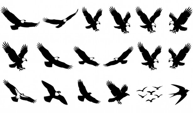 Create a professional commercial vector silhouette collection featuring powerful eagle and flying bird silhouettes in a variety of dynamic natural poses. Include eagles with wings fully spread, soarin