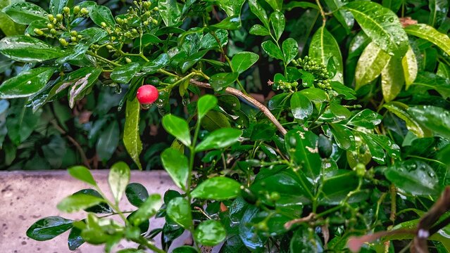 Texture of wet green Murraya paniculata leaves in a tropical garden.