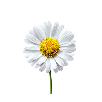 White daisy flowers with yellow centers, fresh blooms with green stems, minimalist botanical background, spring floral element, isolated on bright white
