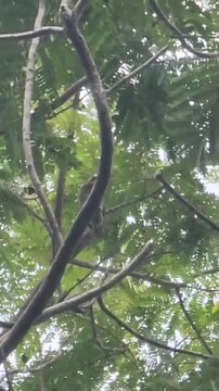 Coppersmith barbet bird perching and hopping on tree branches in lush green nature