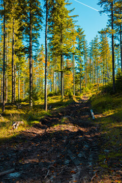 Vertical shot of a rocky dirt trail climbing up a hillside inside a dense green and yellow pine forest on a bright sunny day. 