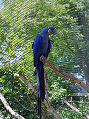 Stunning hyacinth macaw with vibrant cobalt blue feathers perched on a wooden branch in a lush tropical rainforest environment, premium exotic wildlife.   . © Nadiia.