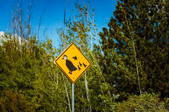Ducks on  road sign in a wildlife crossing corridor, at a Waste-to-energy plant in Spokane.