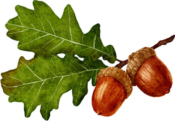 Watercolor acorns with green oak leaves © kate