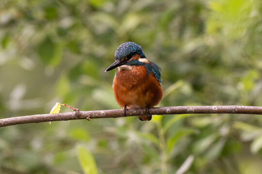 Martin p&ecirc;cheur d'Europe,
Alcedo atthis, Common Kingfisher