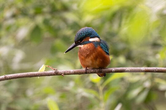 Martin p&ecirc;cheur d'Europe,
Alcedo atthis, Common Kingfisher