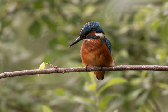Martin p&ecirc;cheur d'Europe,
Alcedo atthis, Common Kingfisher