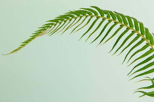 A sword fern, Polystichum munitum, a studio shot of a single frond against a plain background
