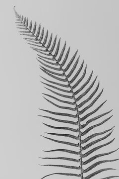 A sword fern, Polystichum munitum, a studio shot of a single frond against a plain background