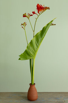 Blooming Crococosmia and a calla lily leaf, still life in handmade ceramic vase