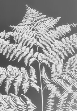 A sword fern, Polystichum munitum, a studio shot of a stalk and leaves against a plain background