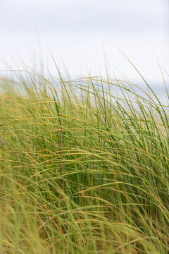 Close up of windswept sea grasses on the edge of the beach. ,