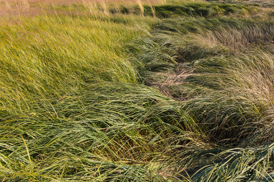 Intertidal marsh grasses in the Willapa National Wildlife Refuge, Long Beach Peninsula, close up of the long windblown grasses on the coastal plain.