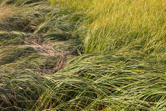 Intertidal marsh grasses in the Willapa National Wildlife Refuge, Long Beach Peninsula, close up of the long windblown grasses on the coastal plain.