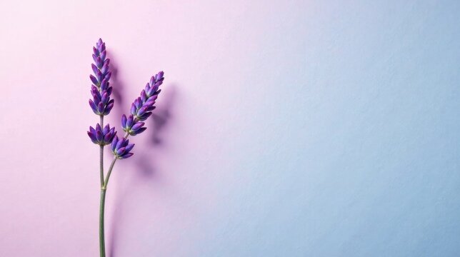 Delicate lavender sprig on a pastel background, a simple yet elegant floral arrangement perfect for design projects needing a touch of natural beauty and serenity