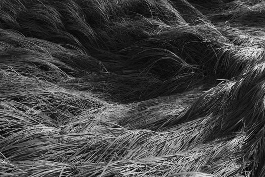 Intertidal marsh grasses in the Willapa National Wildlife Refuge, Long Beach Peninsula, close up of the long windblown grasses on the coastal plain.