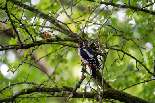 Buntspecht, Dendrocopos major, Picodes major