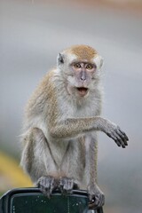 monkey on a mirror of the car © Carsten