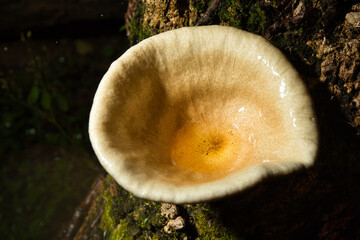 mushroom in the woods © Carsten