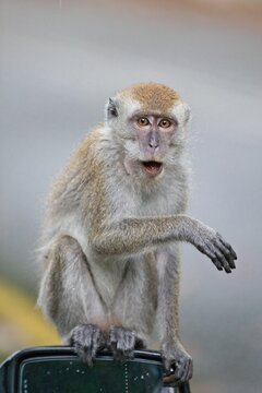 monkey on a mirror of the car