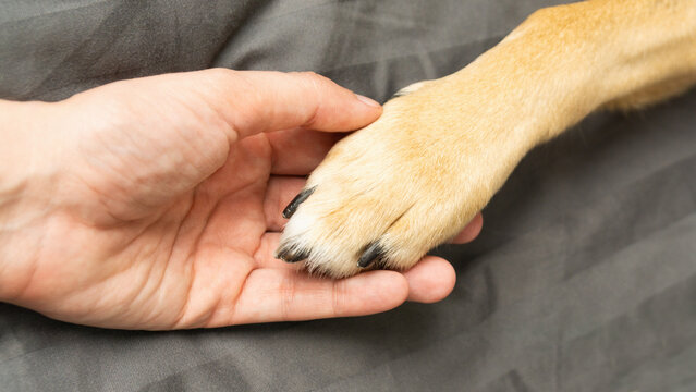 Dog in dark room receiving care during winter with human hand holding paw