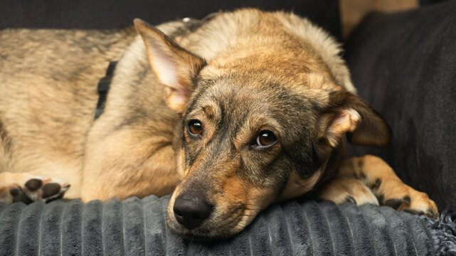 Dog resting in a dark room during wintertime with care and attention