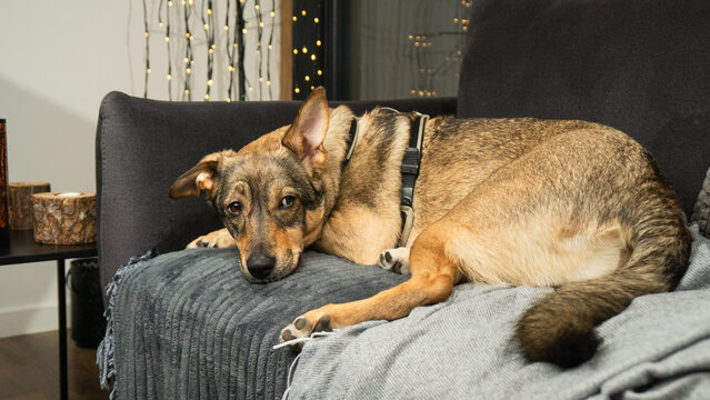 Dog rests on a couch in a dark room during winter while showing care and companionship