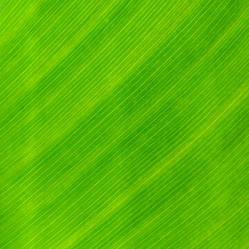  Top-down closeup of a banana leaf surface covered with dense parallel diagonal light veins, forming uniform yellow-green striped patterns.