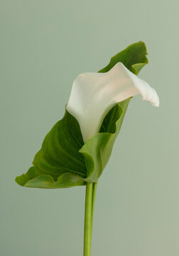 Calla lily, Zantedeschia aethiopica, an arum lily leaf and flower in a still life arrangement, in a pottery jar.