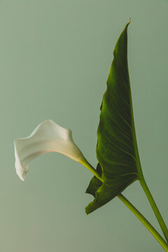 Calla lily, Zantedeschia aethiopica, an arum lily leaf and flower in a still life arrangement, in a pottery jar.