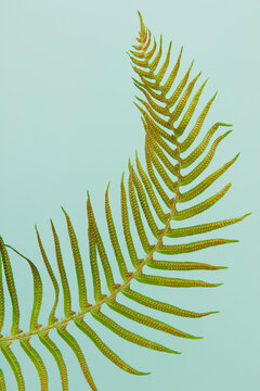 A sword fern, Polystichum munitum, a studio shot of a single frond against a plain background