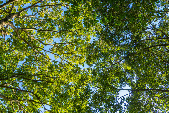  Shot from a ground-level upward angle, dense green camphor tree canopies intertwine, with blue sky visible through the gaps between branches and leaves.