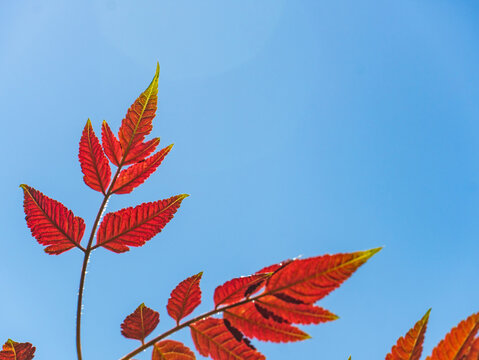 Red pinnate compound leaves of rhus extend from the lower left to the upper right, displaying autumn colors against a pure blue sky background.